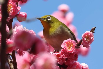 Warbling White-eye Osaka castle park Sun, 3/10/2024