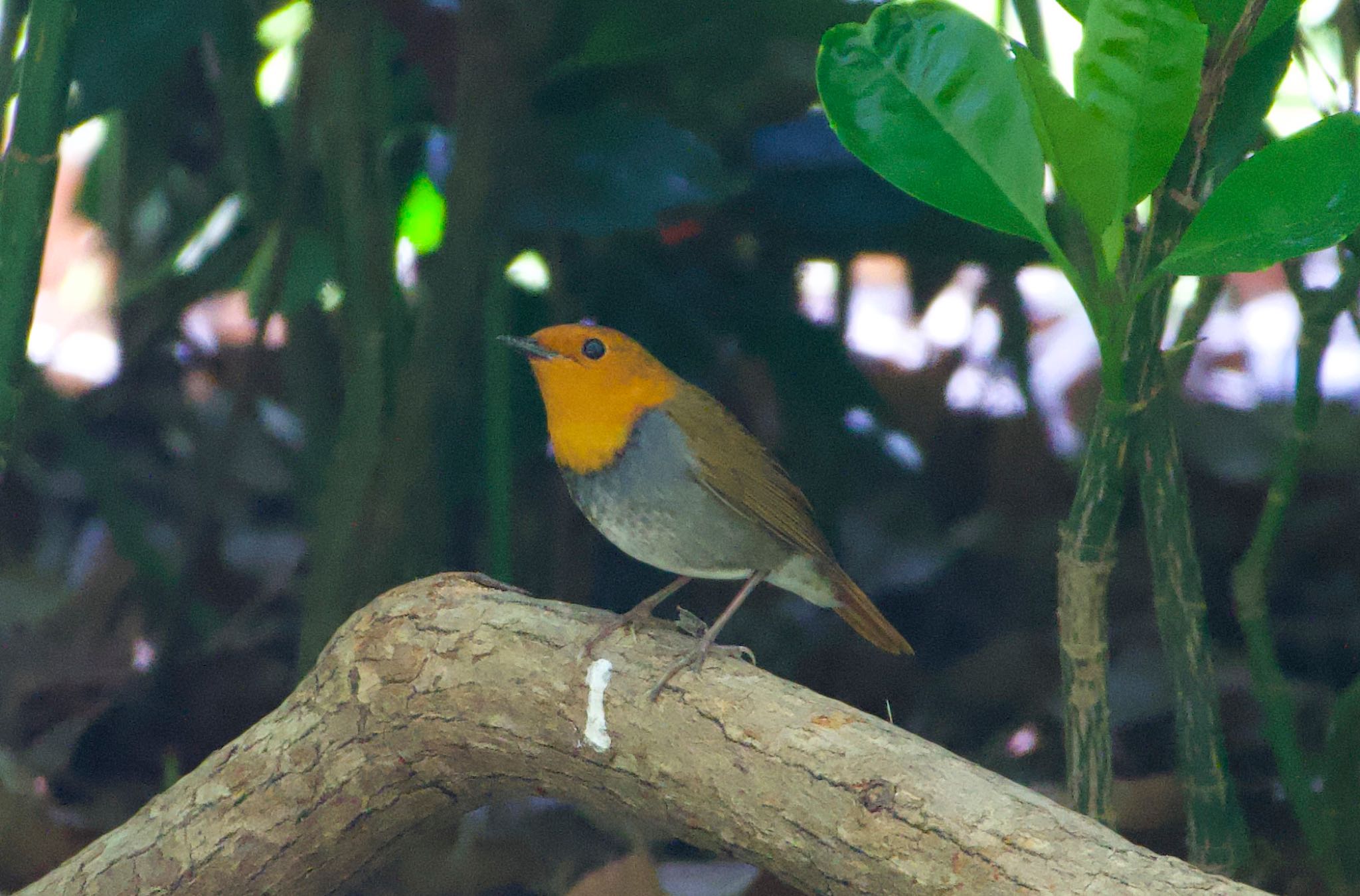 Japanese Robin