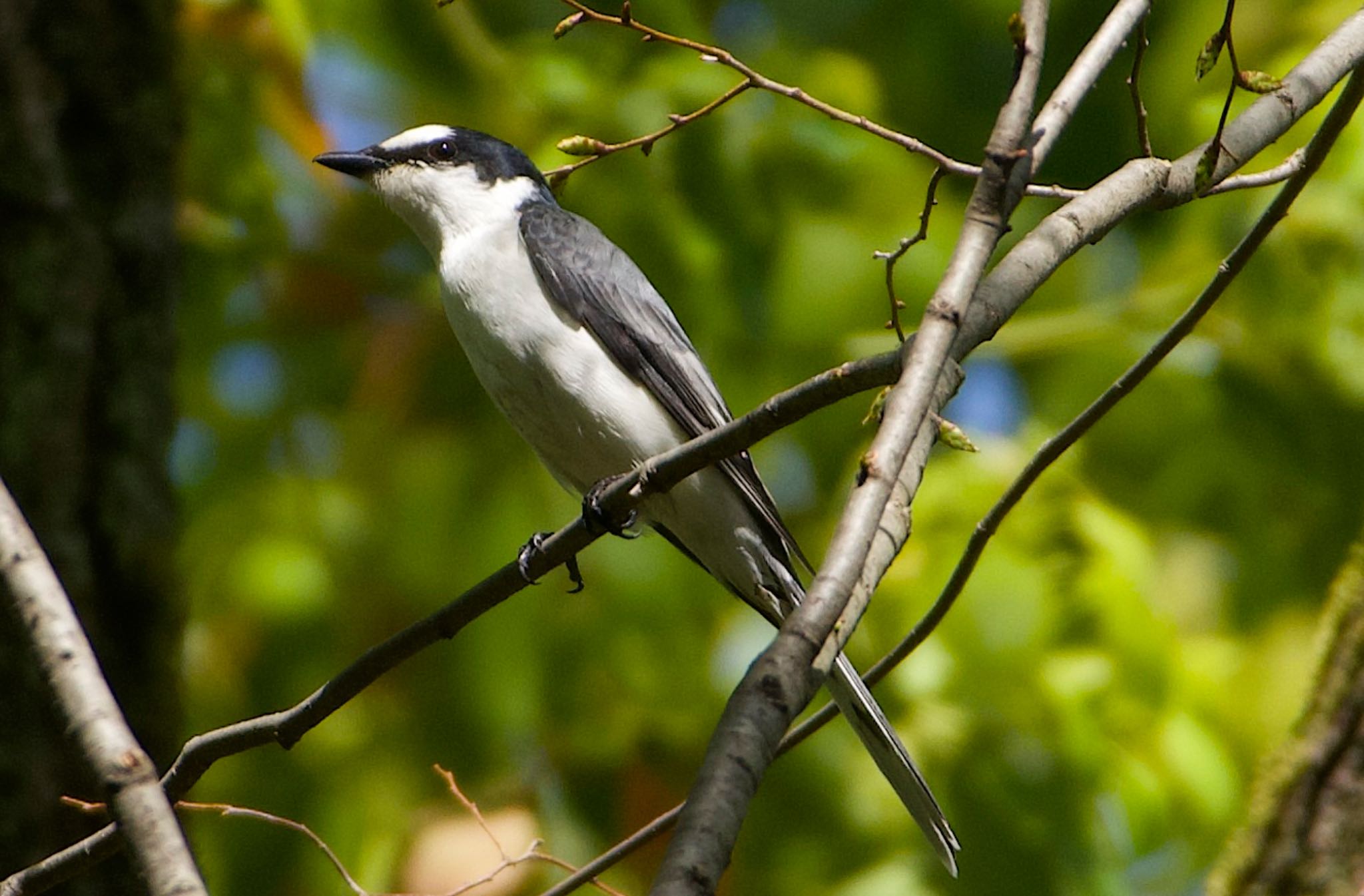 Ashy Minivet