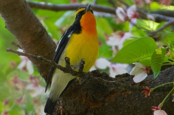 キビタキ 大阪城公園 2024年4月14日(日)