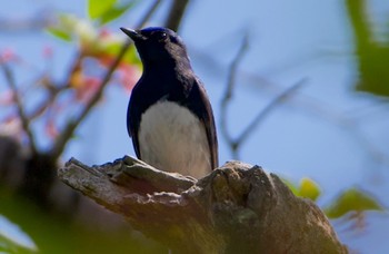 Sun, 4/14/2024 Birding report at Osaka castle park