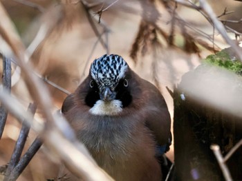 Eurasian Jay Saitama Prefecture Forest Park Wed, 4/10/2024