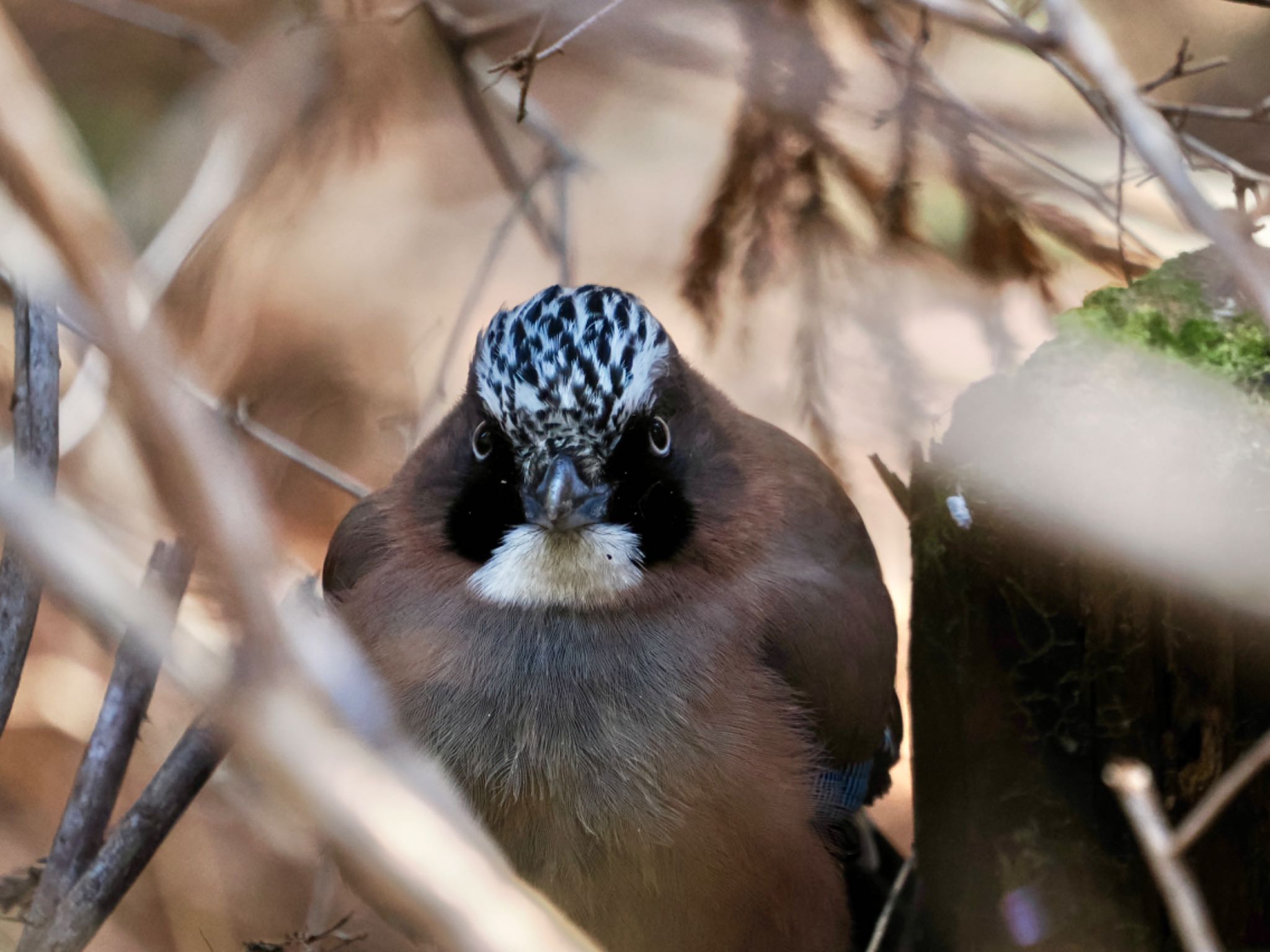 Eurasian Jay