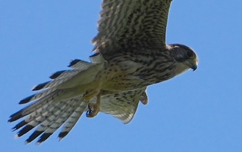 Sun, 4/14/2024 Birding report at 恩智川治水緑地