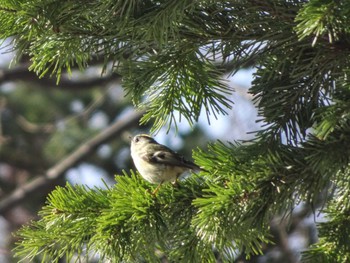 Goldcrest 札幌 Mon, 4/8/2024