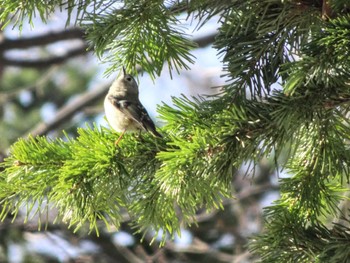 Goldcrest 札幌 Mon, 4/8/2024