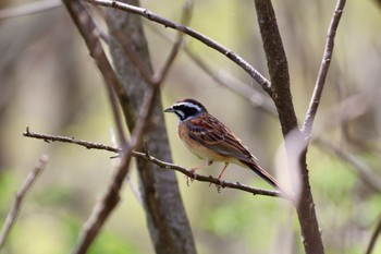 Meadow Bunting 荒川大麻生公園 Sun, 4/14/2024