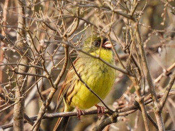 Masked Bunting Unknown Spots Sat, 4/13/2024