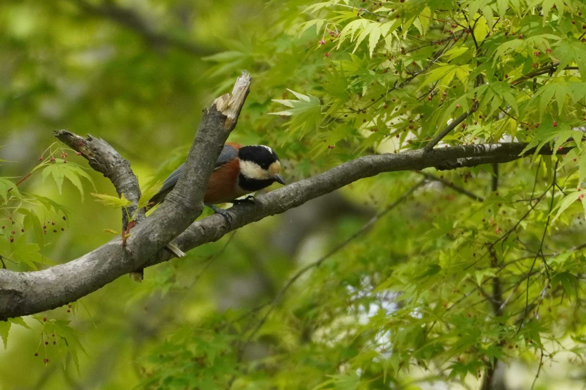 Photo of Varied Tit at 東京都立桜ヶ丘公園(聖蹟桜ヶ丘) by たっちゃんち