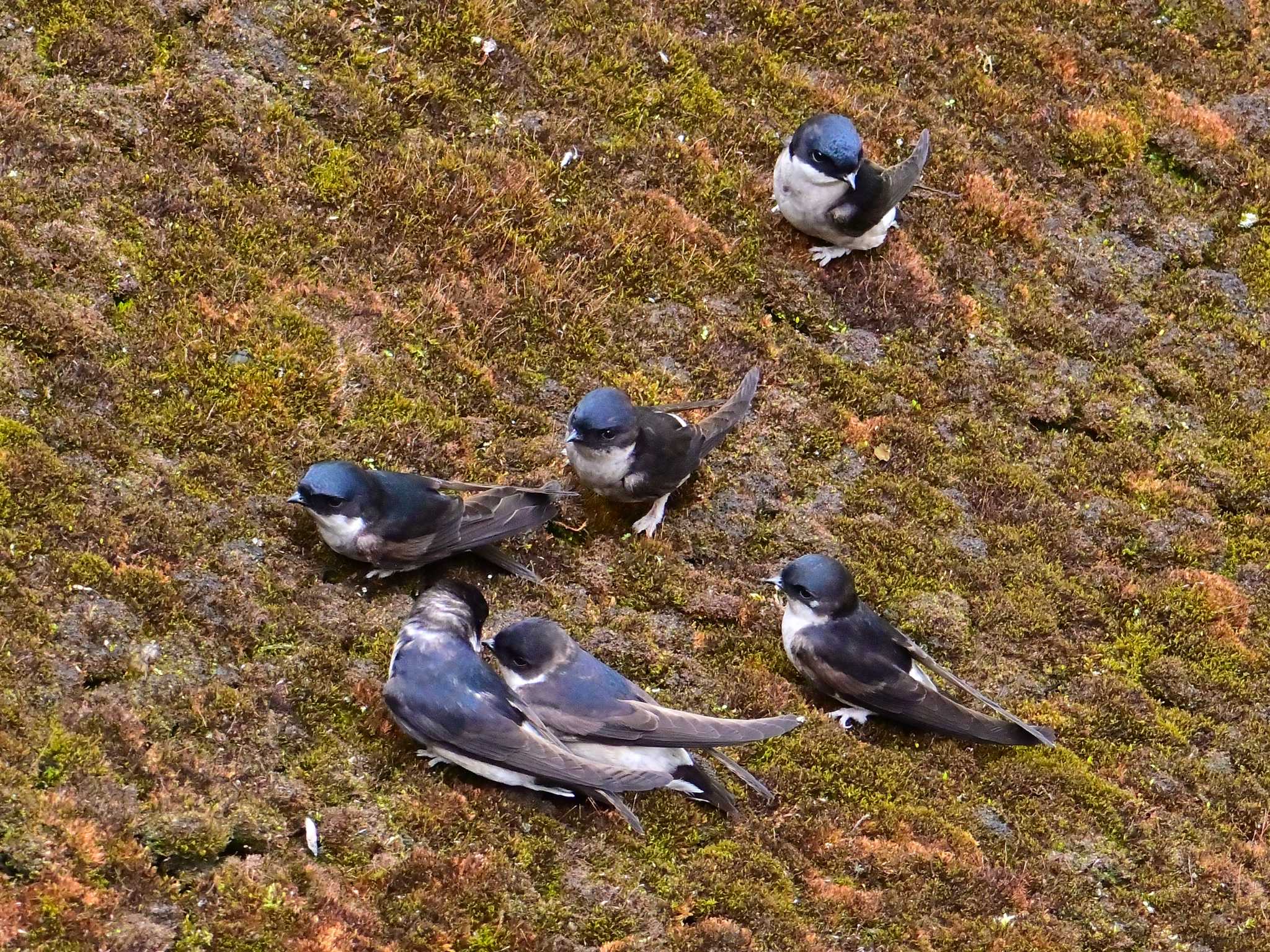 Asian House Martin