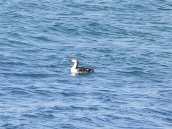 Black-throated Loon 積丹町 Sun, 4/14/2024