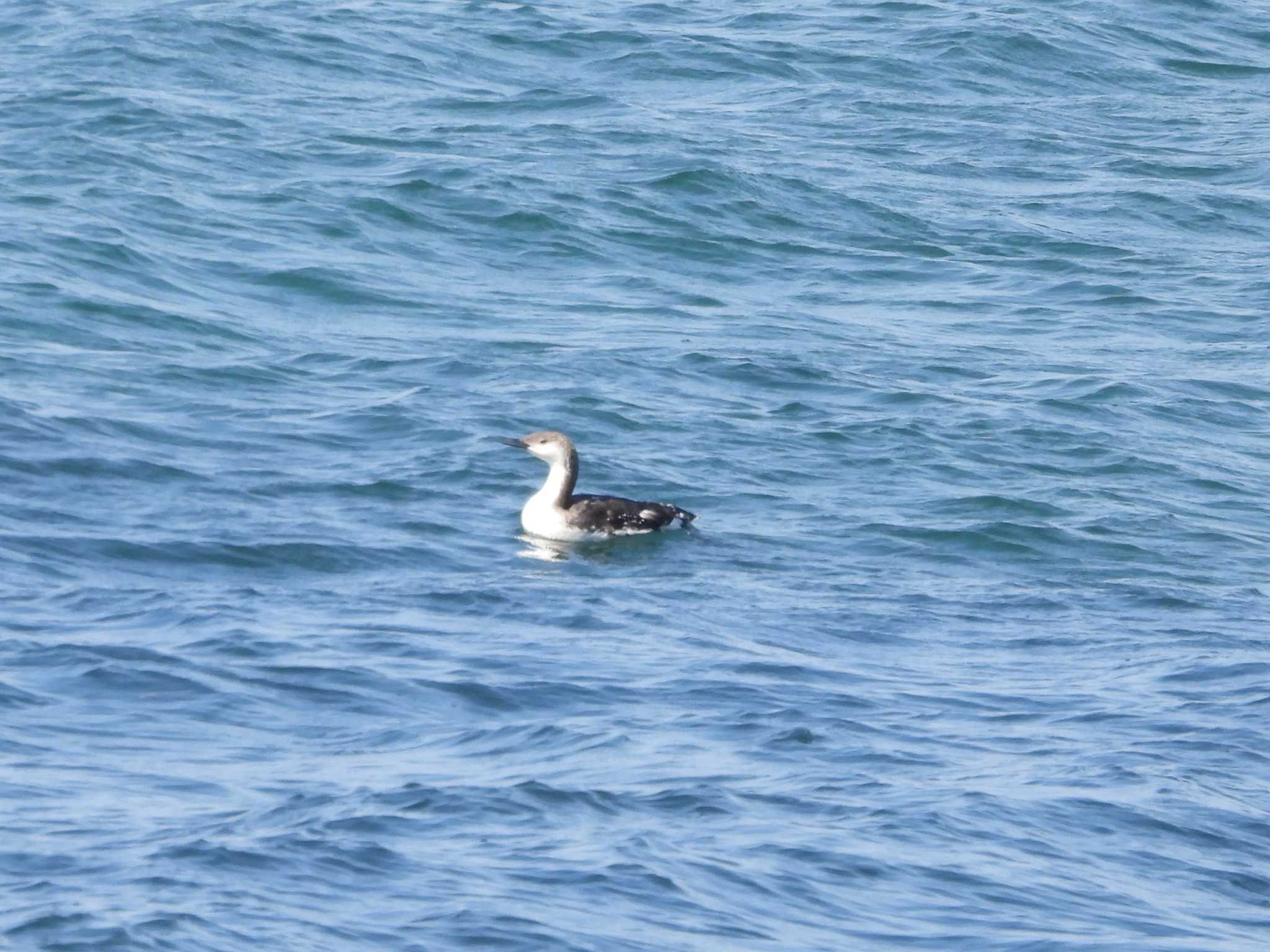 Black-throated Loon