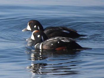 Harlequin Duck 積丹町 Sun, 4/14/2024