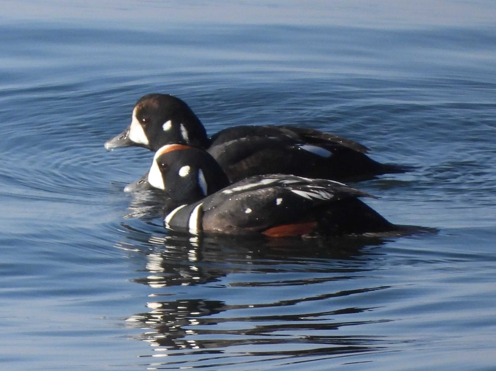 Photo of Harlequin Duck at 積丹町 by ゴト