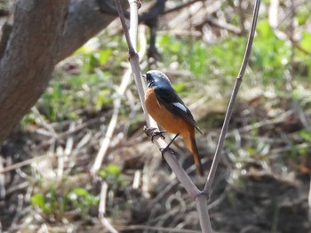 Daurian Redstart 積丹町 Sun, 4/14/2024