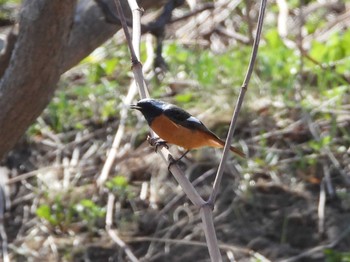 Daurian Redstart 積丹町 Sun, 4/14/2024