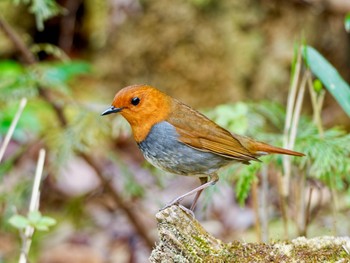 Japanese Robin 六甲山 Sat, 4/13/2024