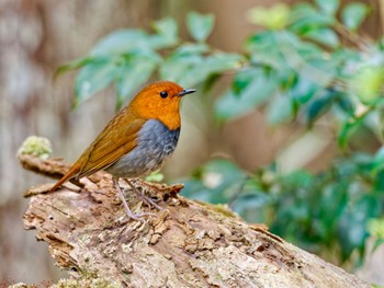 Japanese Robin 六甲山 Sat, 4/13/2024