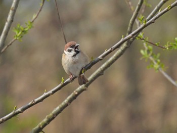 Eurasian Tree Sparrow 南魚沼市 Thu, 4/11/2024