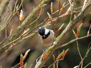 Coal Tit 南魚沼市 Thu, 4/11/2024