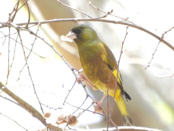 Grey-capped Greenfinch Osaka castle park Sun, 4/14/2024