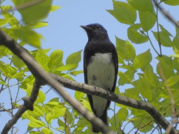 Blue-and-white Flycatcher Osaka castle park Sun, 4/14/2024