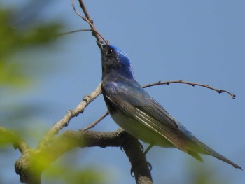 Blue-and-white Flycatcher Osaka castle park Sun, 4/14/2024