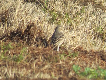 Water Pipit 荒川河川敷 Sat, 4/13/2024