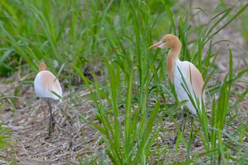 Eastern Cattle Egret Unknown Spots Thu, 4/4/2024