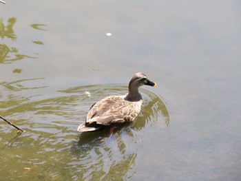 カルガモ 葛西臨海公園 2024年4月14日(日)