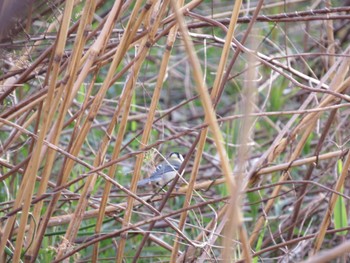 Japanese Tit 荒川河川敷 Sat, 4/13/2024