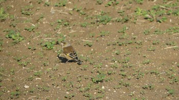 カワラヒワ 巨椋干拓地 2018年12月24日(月)