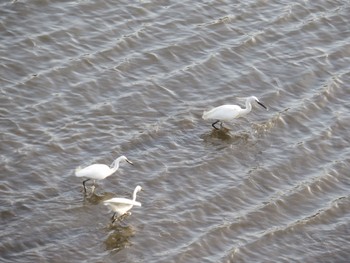 Little Egret 荒川河川敷 Sat, 4/13/2024