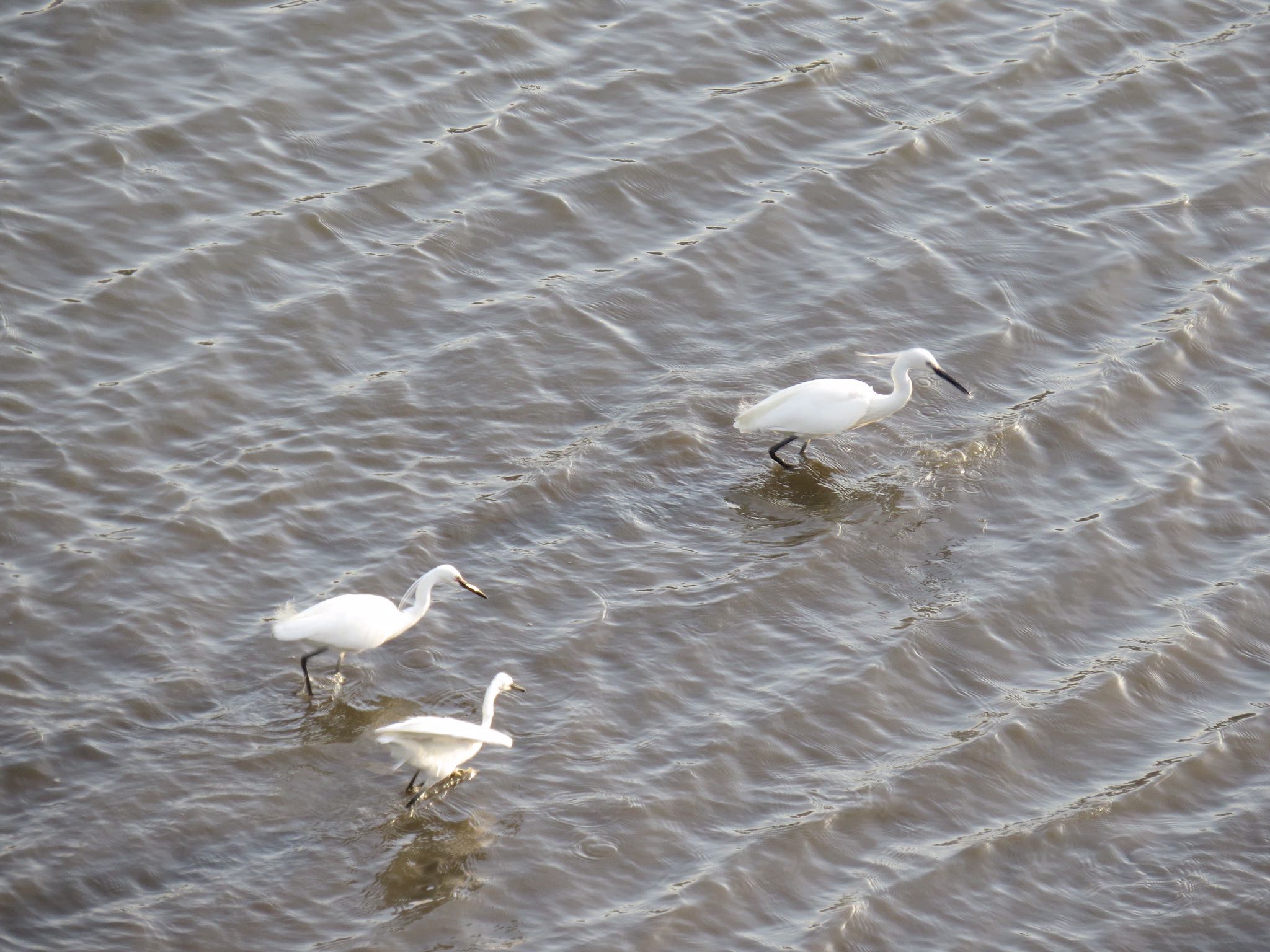 荒川河川敷 コサギの写真 by Haruki🦜