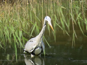 Grey Heron Kasai Rinkai Park Sun, 4/14/2024