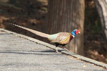 Common Pheasant 北海道 函館市 東山 Sun, 4/14/2024