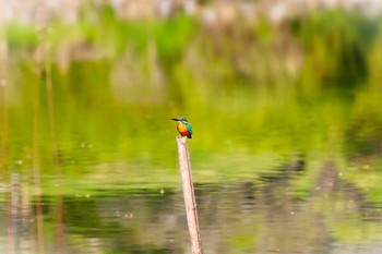 カワセミ 薬師池公園 2024年4月14日(日)