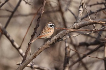 Meadow Bunting Hakodateyama Sun, 4/14/2024