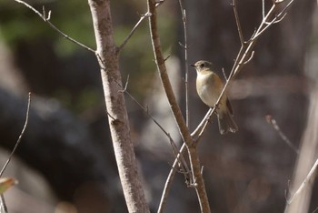 Red-flanked Bluetail Hakodateyama Sun, 4/14/2024