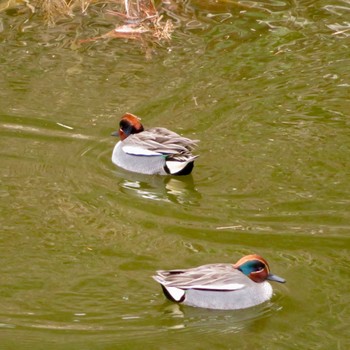 Eurasian Teal 鶴ヶ城 Wed, 3/20/2024