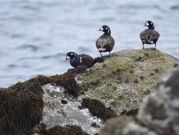 Harlequin Duck Unknown Spots Thu, 4/4/2024