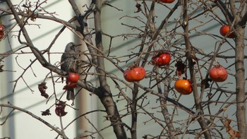 ヒヨドリ 巨椋干拓地 2018年12月24日(月)