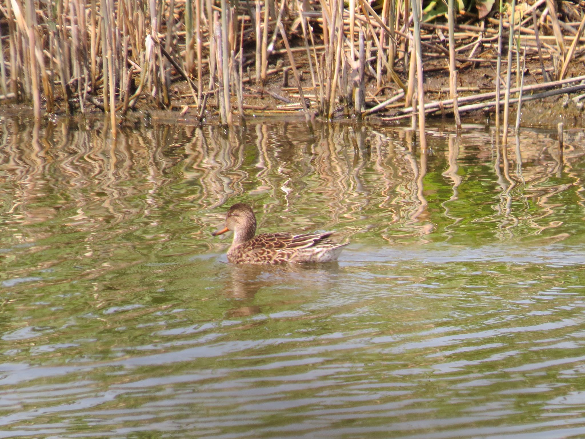 Photo of Gadwall at Kasai Rinkai Park by Haruki🦜