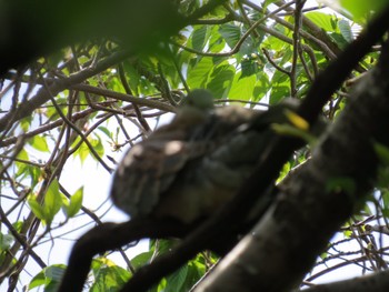 Oriental Turtle Dove Kasai Rinkai Park Sun, 4/14/2024