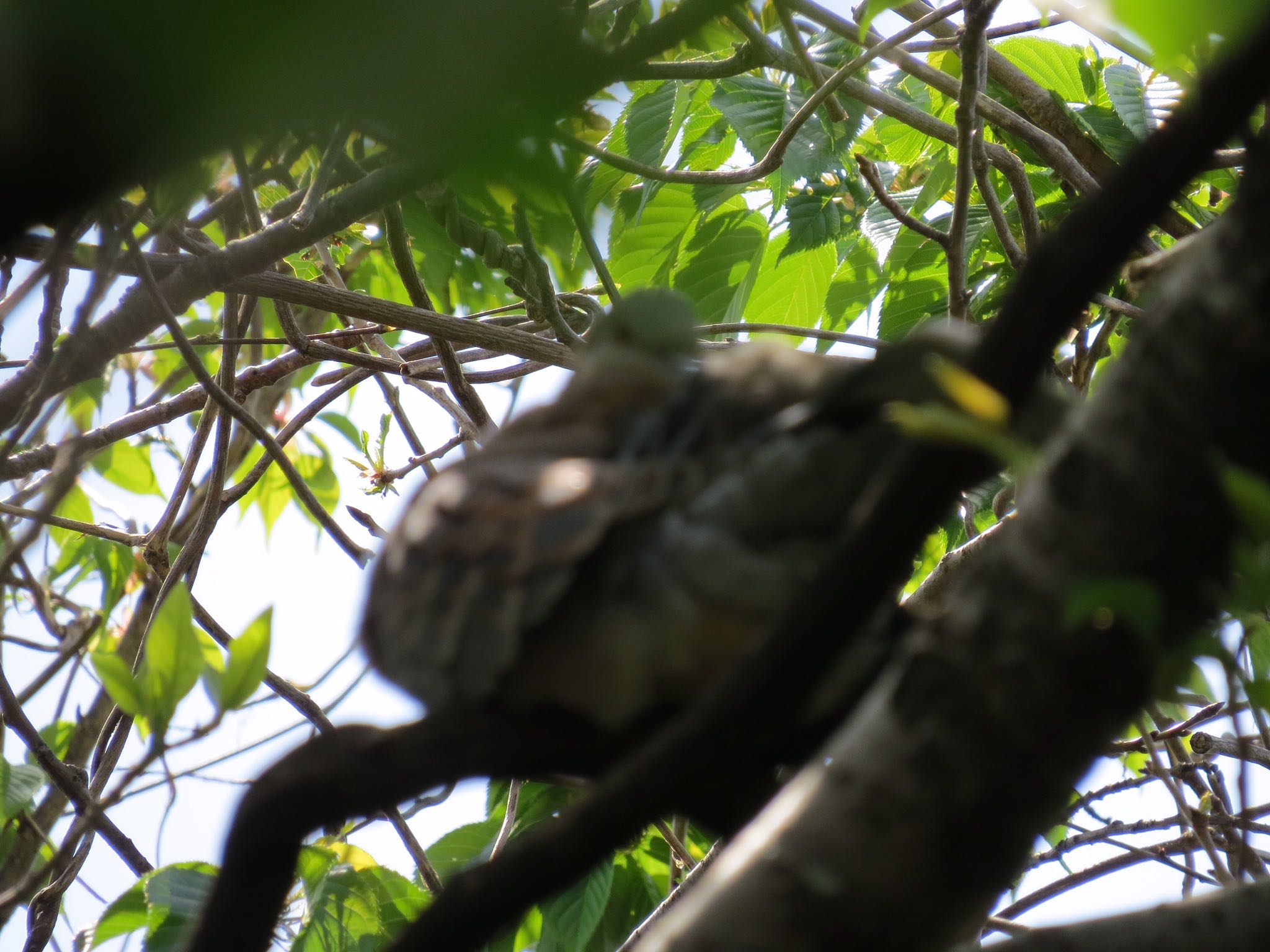 Photo of Oriental Turtle Dove at Kasai Rinkai Park by Haruki🦜