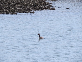 Great Crested Grebe Kasai Rinkai Park Sun, 4/14/2024