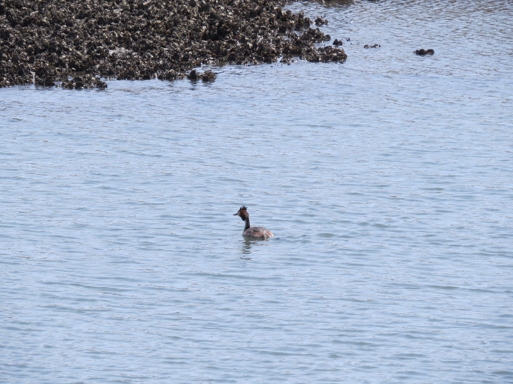 Photo of Great Crested Grebe at Kasai Rinkai Park by Haruki🦜