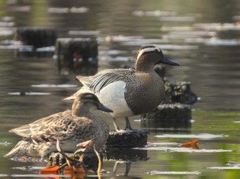 Garganey 見沼自然公園 Sun, 4/14/2024