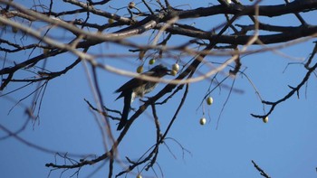 ヒヨドリ 巨椋干拓地 2018年12月24日(月)