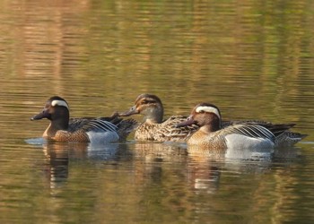 Garganey 見沼自然公園 Sun, 4/14/2024